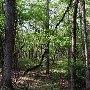 Old River Bed-Catawba