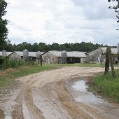 Wayne Avant Hog Farm