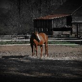 Penn's Woods Stable
