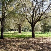 Charles Towne Landing - wooded areas
