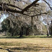 Millbrook Plantation (Forest)