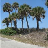 Hunting Island State Park - Tropical Looks