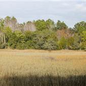 Francis Marion National Forest - Sewee Shell Ring