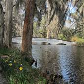 Magnolia Plantation & Gardens FEBRUARY - The White Bridge