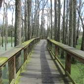 Magnolia Plantation & Gardens - Swamp Garden