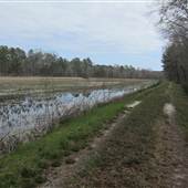 Okeetee Hunt Club - Rice Field