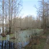 Fairlawn Plantation Swamp - Area 2