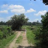Nemours Wildlife Foundation - Rice Field 3 (seen from dike)