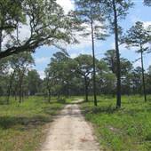 Nemours Wildlife Foundation - Road in & out of Rice Field