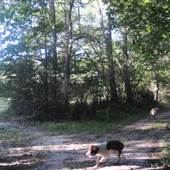Seven Oaks Plantation - Clearing