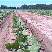 Griggs Farms