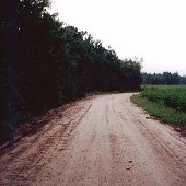 Cotton Fields