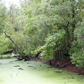 Magnolia Plantation & Gardens - Wildlife Area