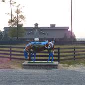 Stable View
