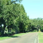 Daniel  Island - Island Park Drive 2