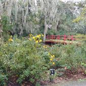 Magnolia Plantation - Late October Color