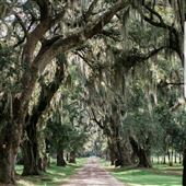 Trees  on Huspa Plantation