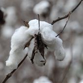 Boone Hall Plantation - Cotton Fields (March 2019)