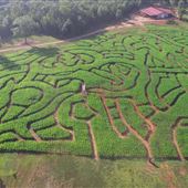 Hall Family Farms