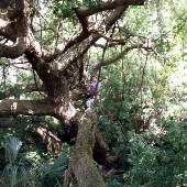 Coosaw Island Tree
