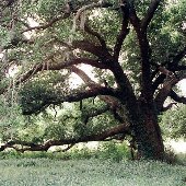 Various Trees off Plowground Road