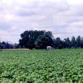 Roberts Farm