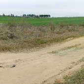 Wagener Wheat Fields