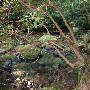 Twin Falls (aka Reedy Cove Falls)