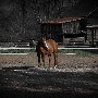 Penn's Woods Stable