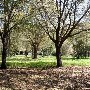 Charles Towne Landing - wooded areas