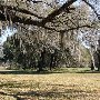Millbrook Plantation (Forest)
