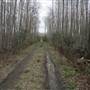 Colleton County - Swamp Two