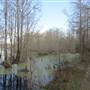 Fairlawn Plantation Swamp - Area 2