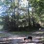 Seven Oaks Plantation - Clearing