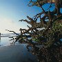 Bull Island (Cape Romain National Wildlife Refuge)