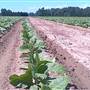 Griggs Farms