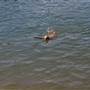 Lake Keowee