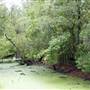 Magnolia Plantation & Gardens - Wildlife Area