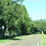 Daniel  Island - Island Park Drive 2