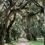 Trees  on Huspa Plantation