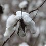 Boone Hall Plantation - Cotton Fields (March 2019)