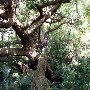 Coosaw Island Tree