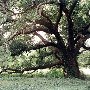 Various Trees off Plowground Road