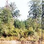 Congaree River (Wannamaker/"Moye" Site)