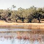 Lake Moultrie - Bonneau Ferry