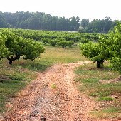 Williams Brothers Farms