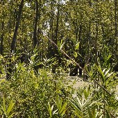 Hopkins Swamp
