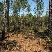 Francis Marion National Forest
