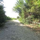 Sullivan's Island Beach Paths - Station 21