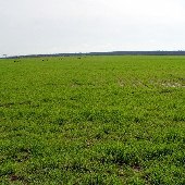 Robinson Farms (Wheat Fields)